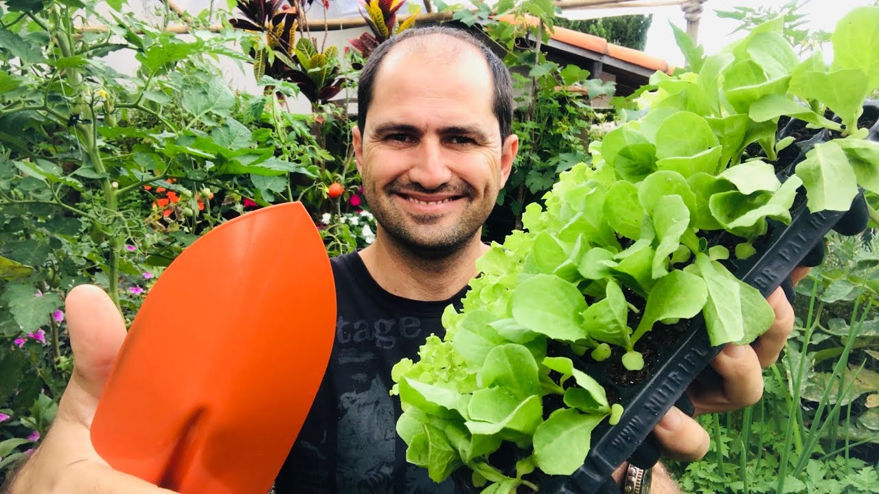 COMO PLANTAR ALMEIRÃO/ ADUBAÇÃO E CALGEM
