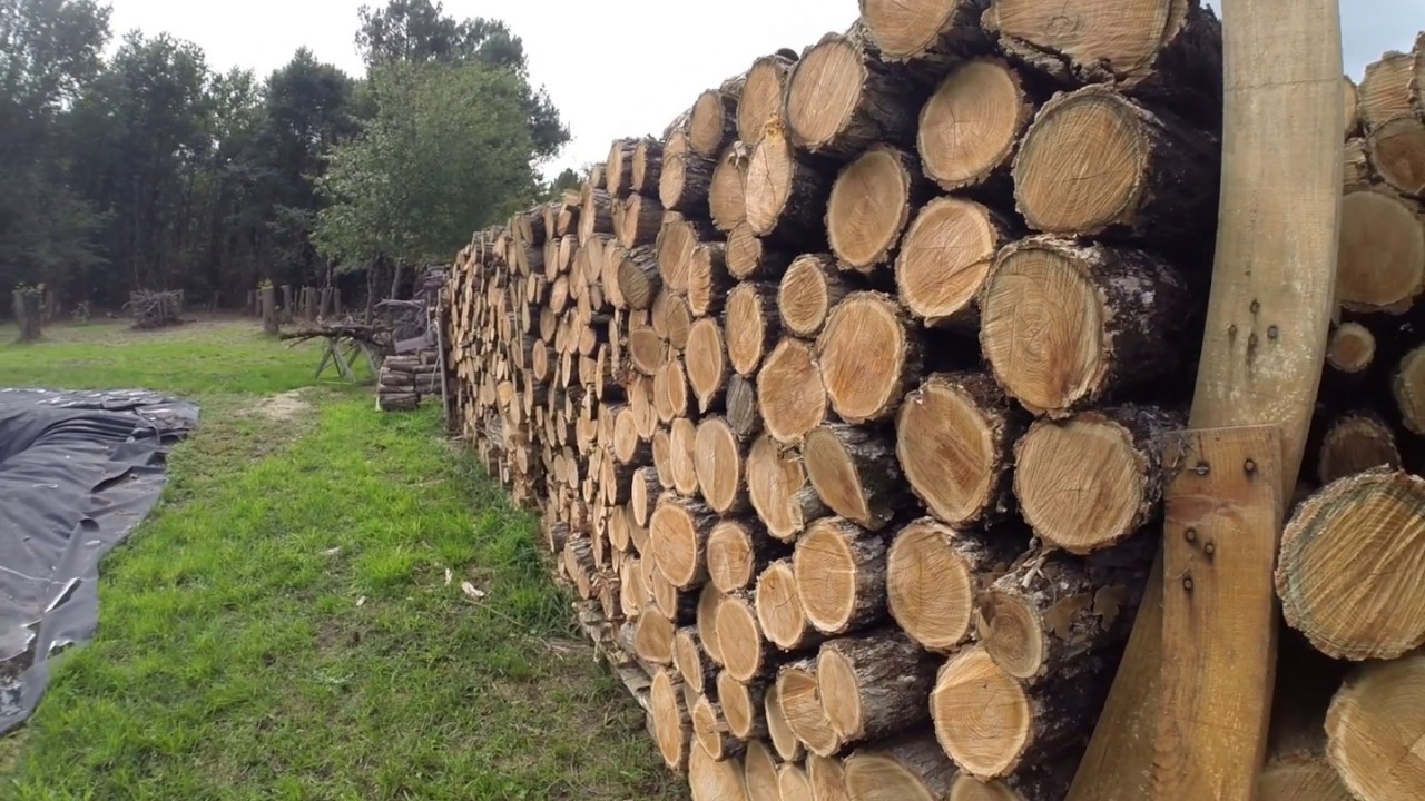 09 2019 - Couper les arbres (acacias)
