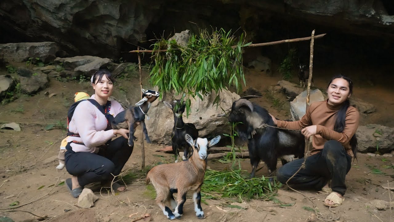 Welcoming newborn goats, caring for the goat herd in the cold winter, farm life. SURVIVAL ALONE