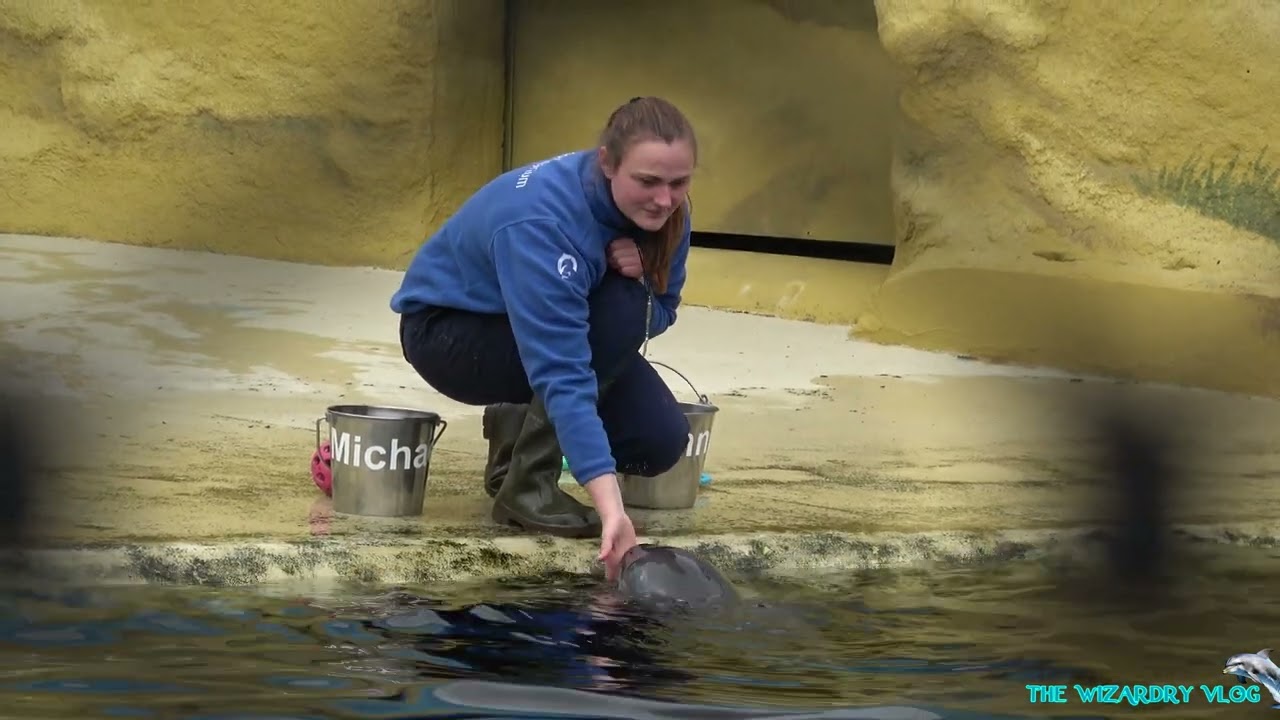 Bruinvis Presentatie bij de Bruinvisbaai | Dolfinarium | April 2024