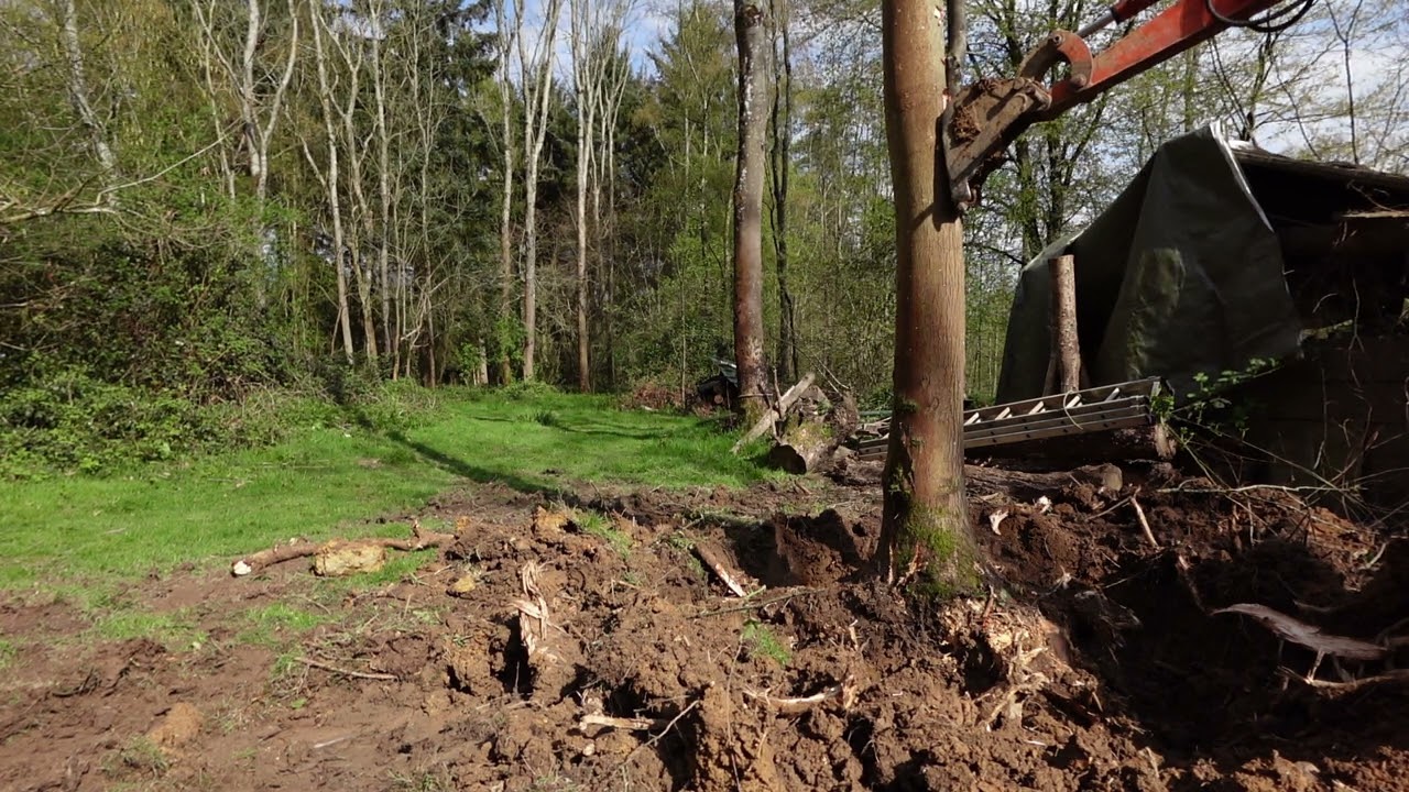 felling a couple of trees with rootball,