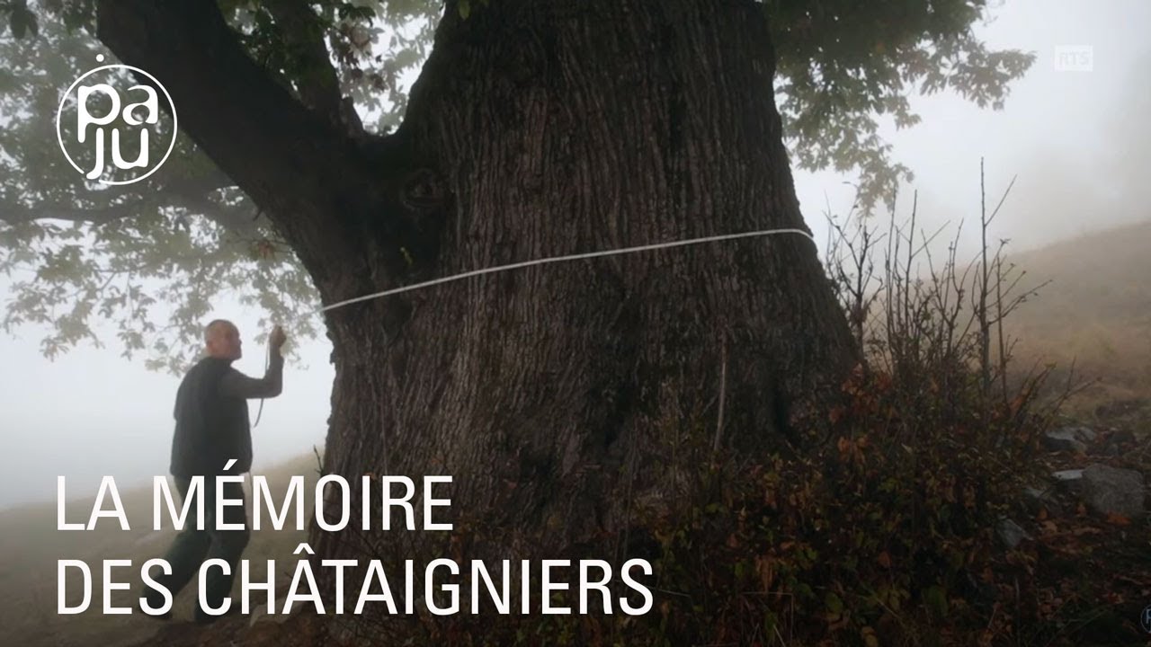 La culture et la récolte des châtaignes, une tradition ancestrale