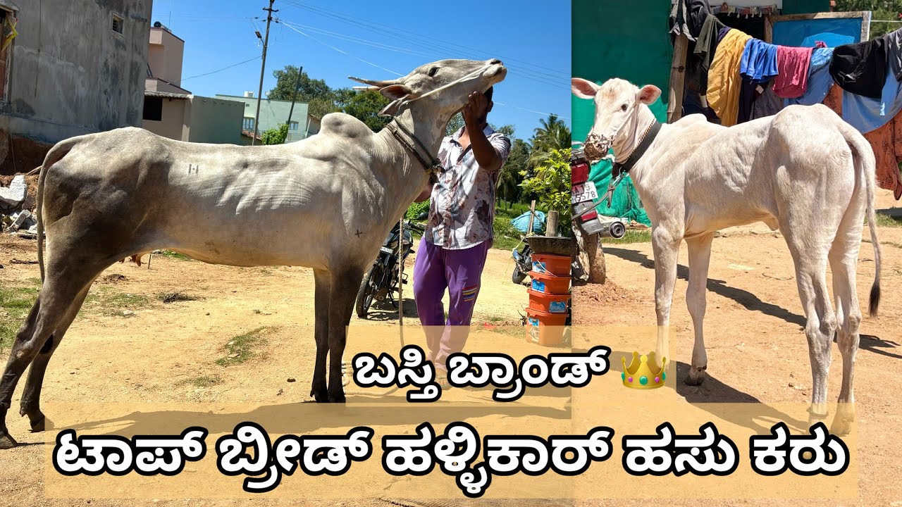 Very beautiful hallikar cow and female calf