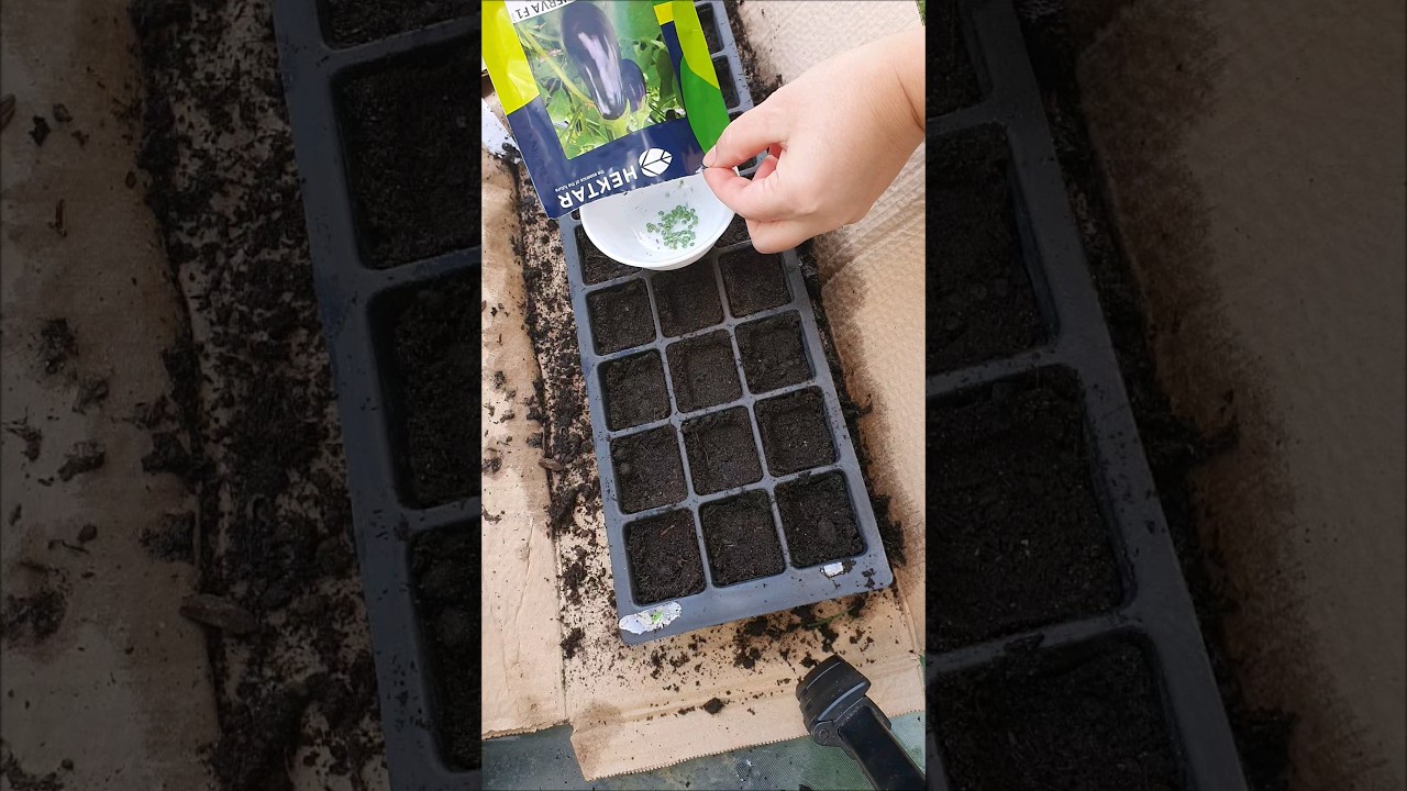 Aubergines seeds #allotmentlife  #Gardening#alottmant#allotmentuk #seedstarting #aubergineseedlings