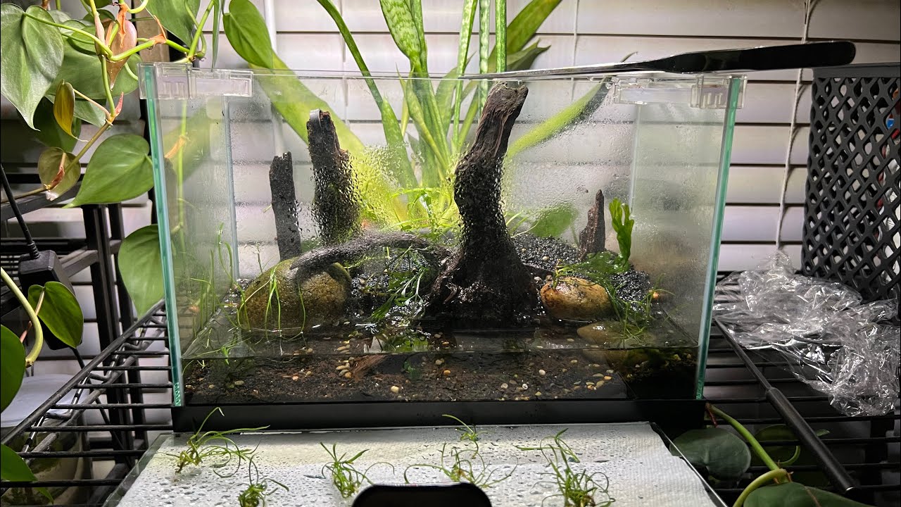 Rescape of a 2.5 Gallon Nano Tank-Part 2