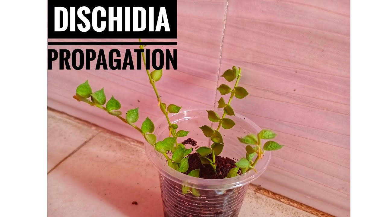 The Easiest Way To Propagate Dischidia / Dischidia Propagation / Millions Of Heart Propagation