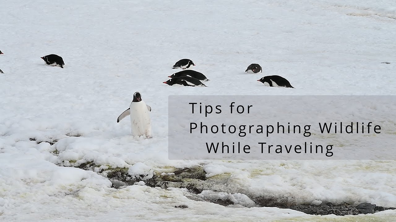 Photographing Penguins in Antarctica - Tips on capturing amazing wildlife photos while traveling
