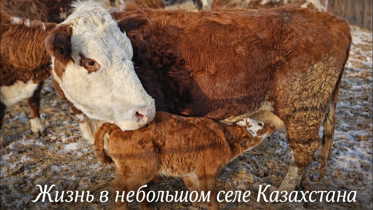 Вечером мы поехали смотреть жеребёнка,а начался день совсем обычно…