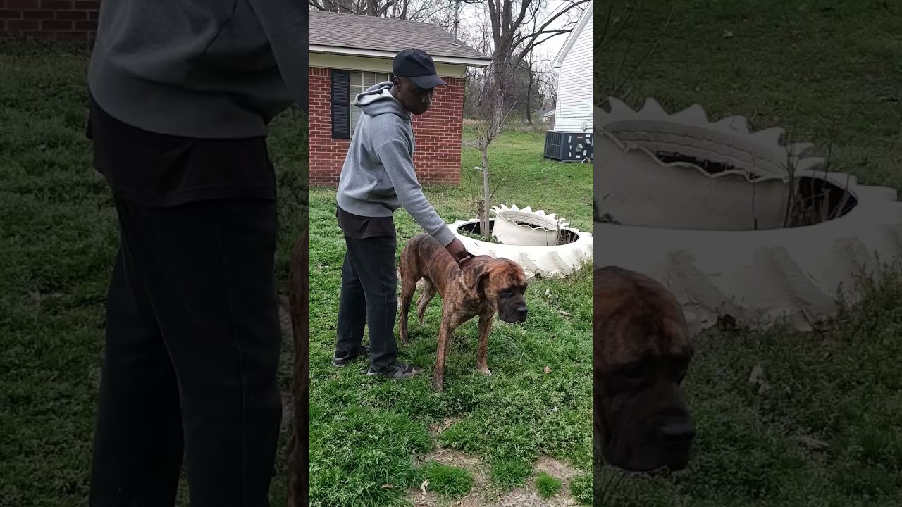 A natural guard dog the English mastiff no expensive training needed
