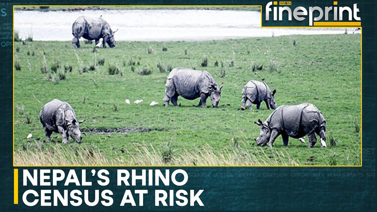 Nepal&rsquo;s Rhino Census at Risk as USAID Funding Suspended | WION Fineprint