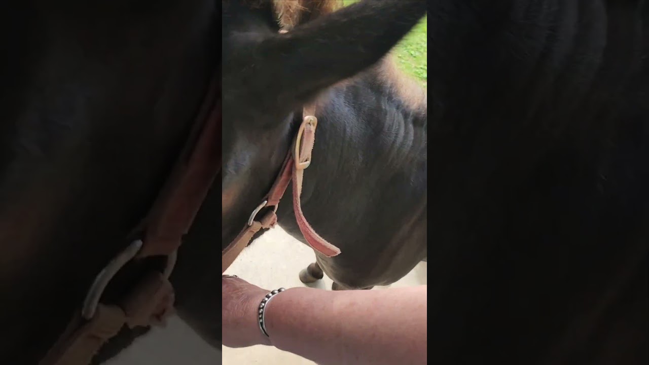 Monte the Mountain Mule  #freerangehinny #mulesofttraining #hinnymule #mules  #sherifftaylor