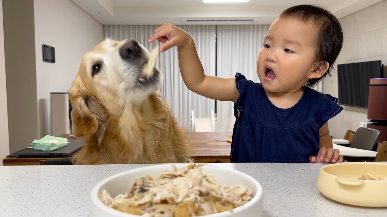 리트리버의 실수로 이빨이 손에 닿자 놀란 꼬마주인이 보인 반응