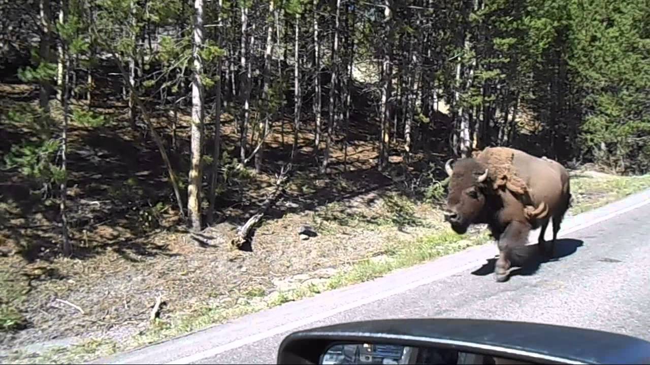 Why Yellowstone Bison are NOT fleeing the Super-volcano