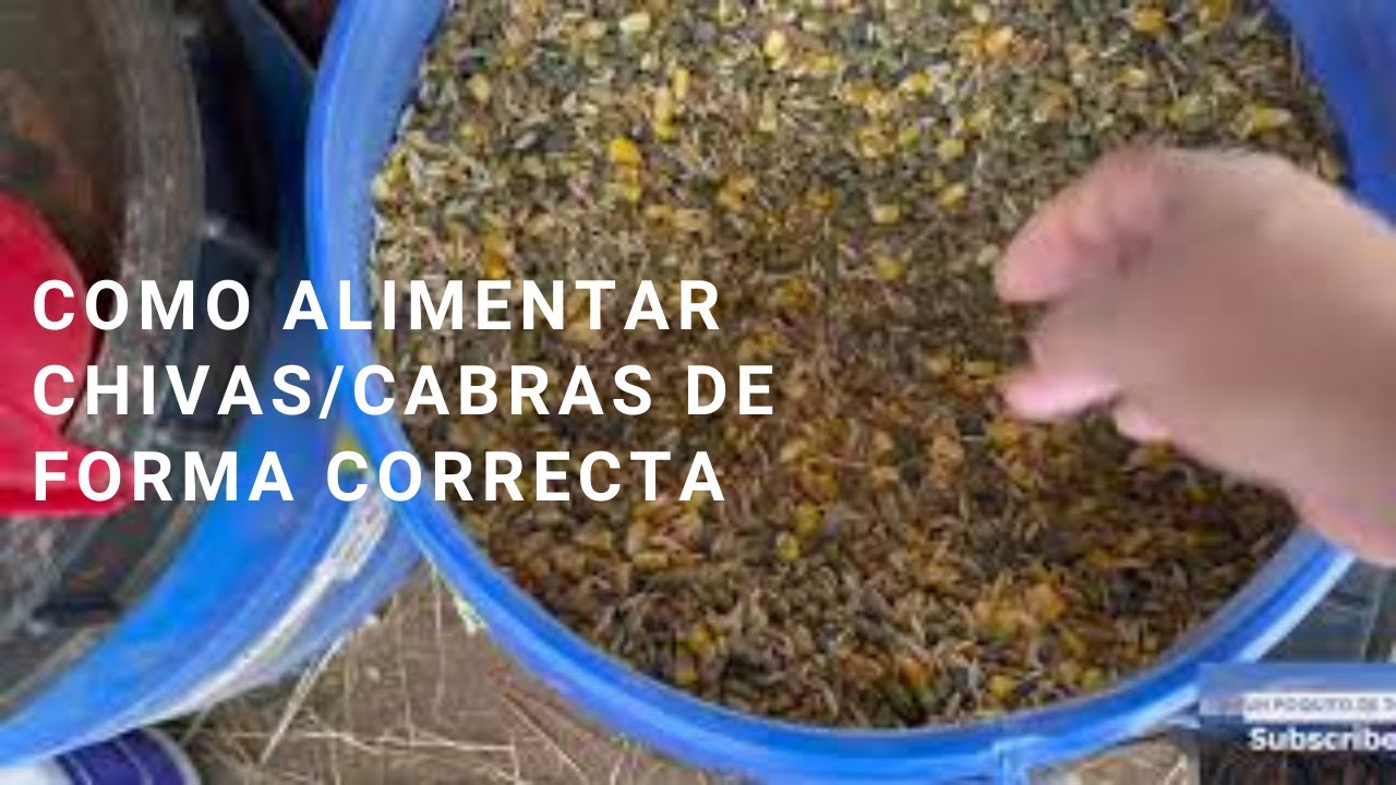 Como alimentar cabras en la forma correcta