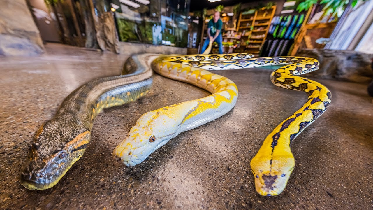 ALL MY GIANT SNAKES IN ONE VIDEO!! | BRIAN BARCZYK