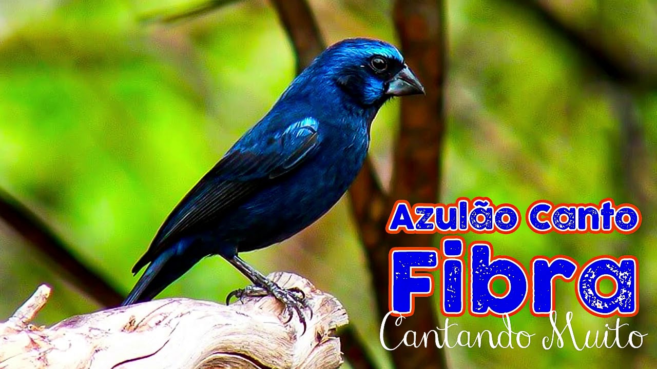 Azul&atilde;o Canto Fibra Cantando Muito 🐤 🐤 🐥 🐥