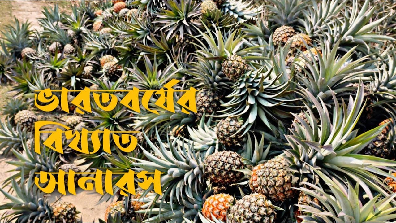 দার্জিলিং জেলার বিধান নগরের বিখ্যাত আনারস ।। Pineapple of darjeeling