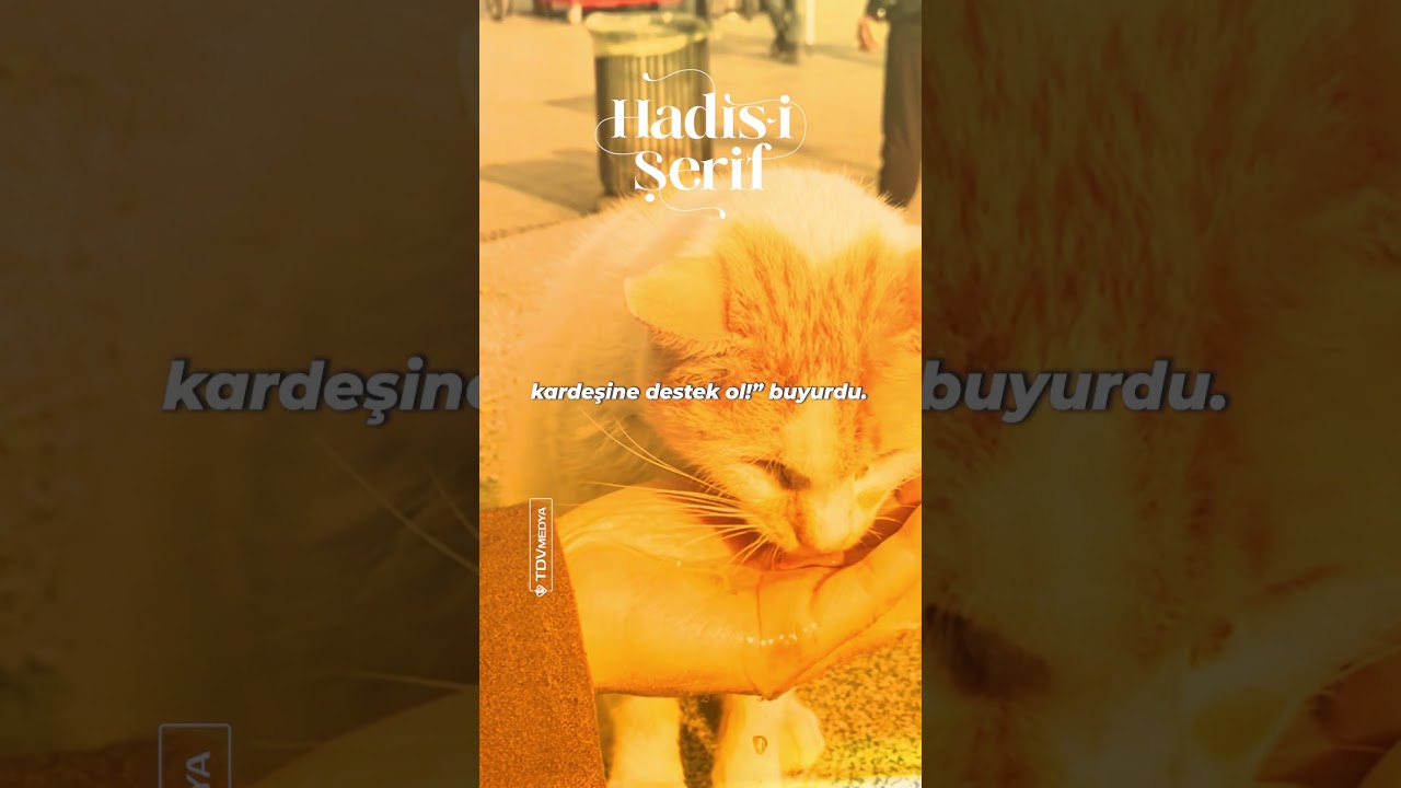 Allah Res&uuml;l&uuml; (s.a.s) kardeşine destek olmak hakkında  ş&ouml;yle buyurdu.    #TDVMedya #Hadis