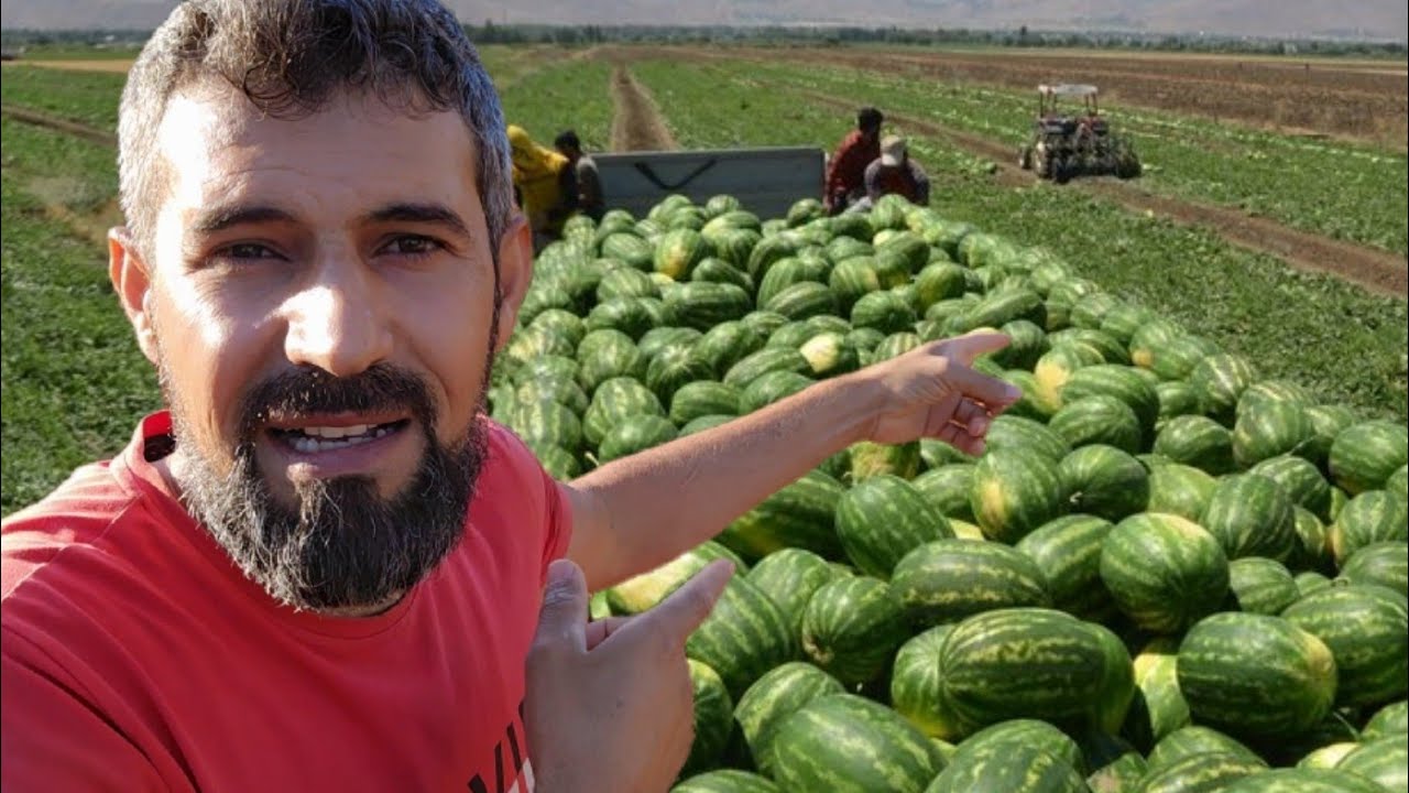افضل طريقة زراعة البطيخ الأحمر او الدلاع