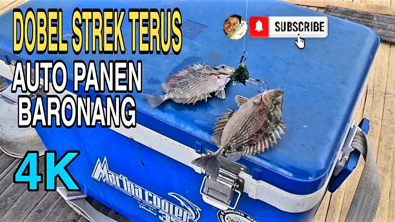 STRIKE IKAN BARONANG sampe kwalahan saking banyaknya | @NGUSEP BARONANG CHANNEL RABBITFISH FISHING