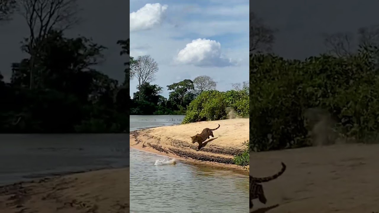 Jaguar running to attack in the Pantanal, Brazil. 📍 #jaguar #bigcats #attack #bigcatswildlife