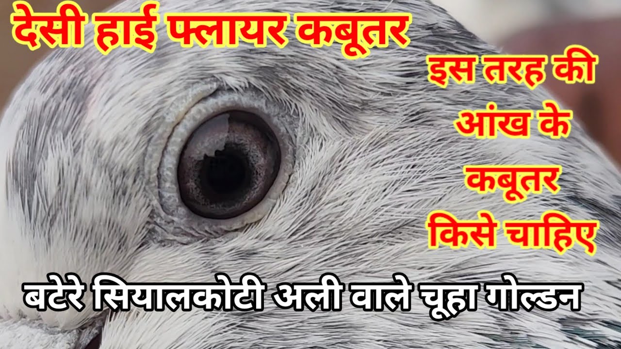 Is Ankh ke kabutar kis ko chahiye #Deshi High-flyer....9888150785