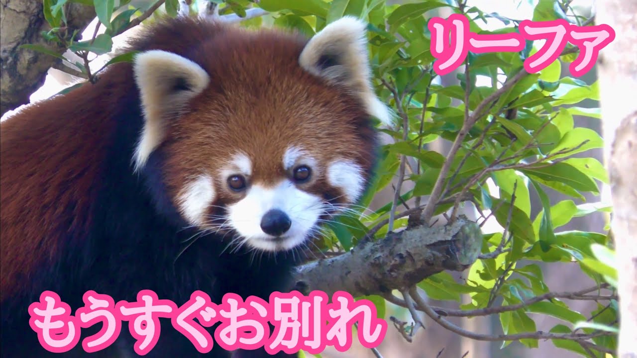 レッサーパンダ　リーファちゃん　もうすぐお別れです【のんほいパーク】Red panda Leafa-chan Toyohashi Zoo 