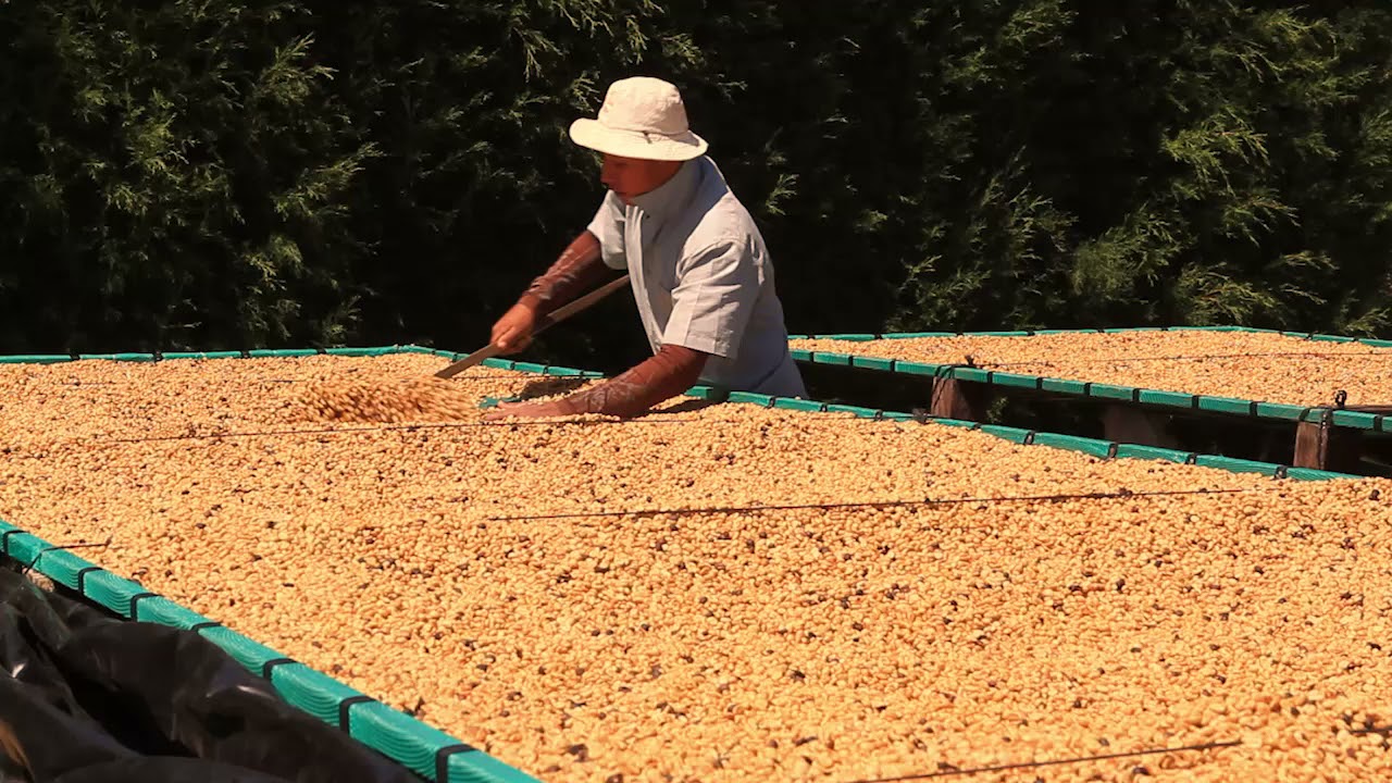 From Tree to Table - The Process