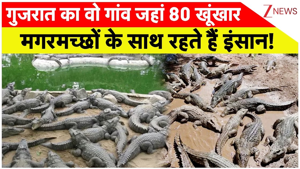 Crocodile News: The village in Gujarat where humans live alongside 80 ferocious crocodiles! | Gujarat