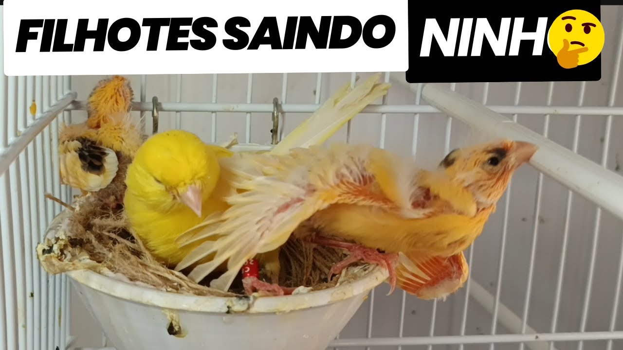 MANEJO simples, e essencial nessa fase filhotes