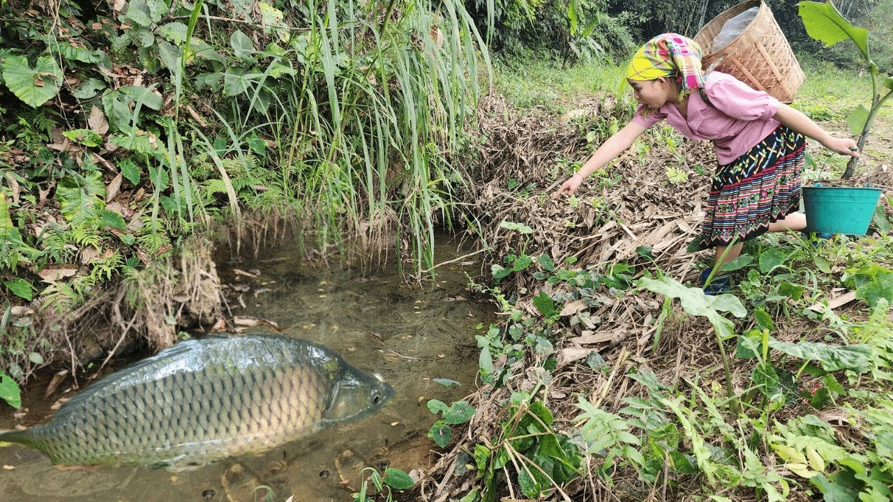 Full video: 30 days of catching giant fish in the pond.Fish catching skills.Fish trapping techniques