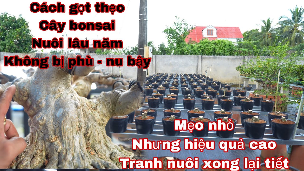 chia sẽ cách gọt thẹo cho cây bonsai nuôi lâu dài không bị phù hư bậy