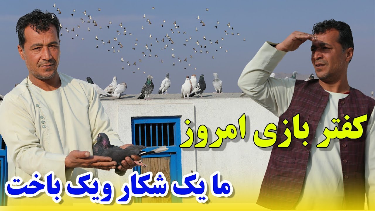 کفتر بازی امروزما یک شکار ویک باخت حتمن بینینده باشید /063Afghan Shawqi