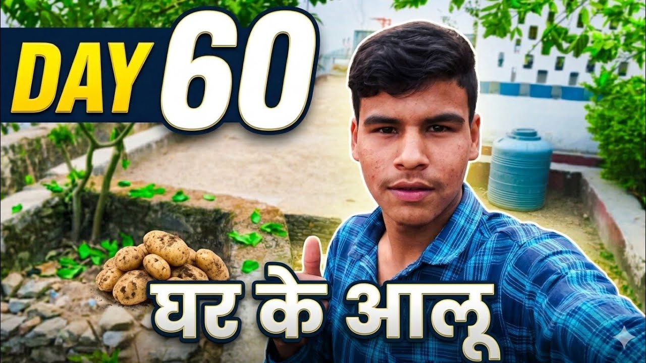 आलू की खेती की हुई है घर पर