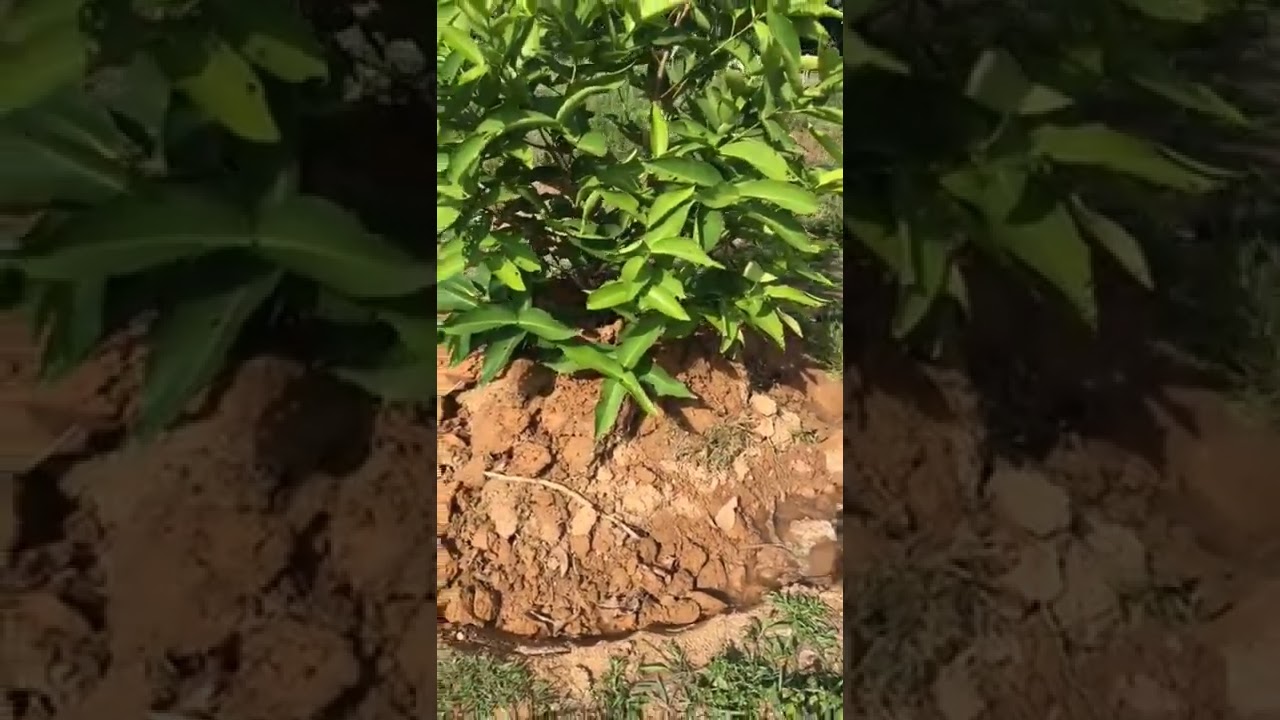 Jambu madu sudah dibesarkan kawasan simpanan dan takungan air