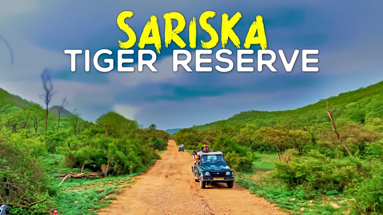 Sariska Tiger Reserve Monsoon Safari 2023 (Tehla Gate) - 4K Video Hindi | हिन्दी
