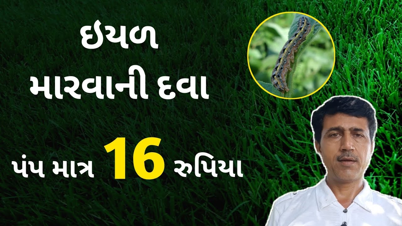 ઈયળ મારવાની દવા | પંપ માત્ર 16 રૂપિયા | Haresh bera