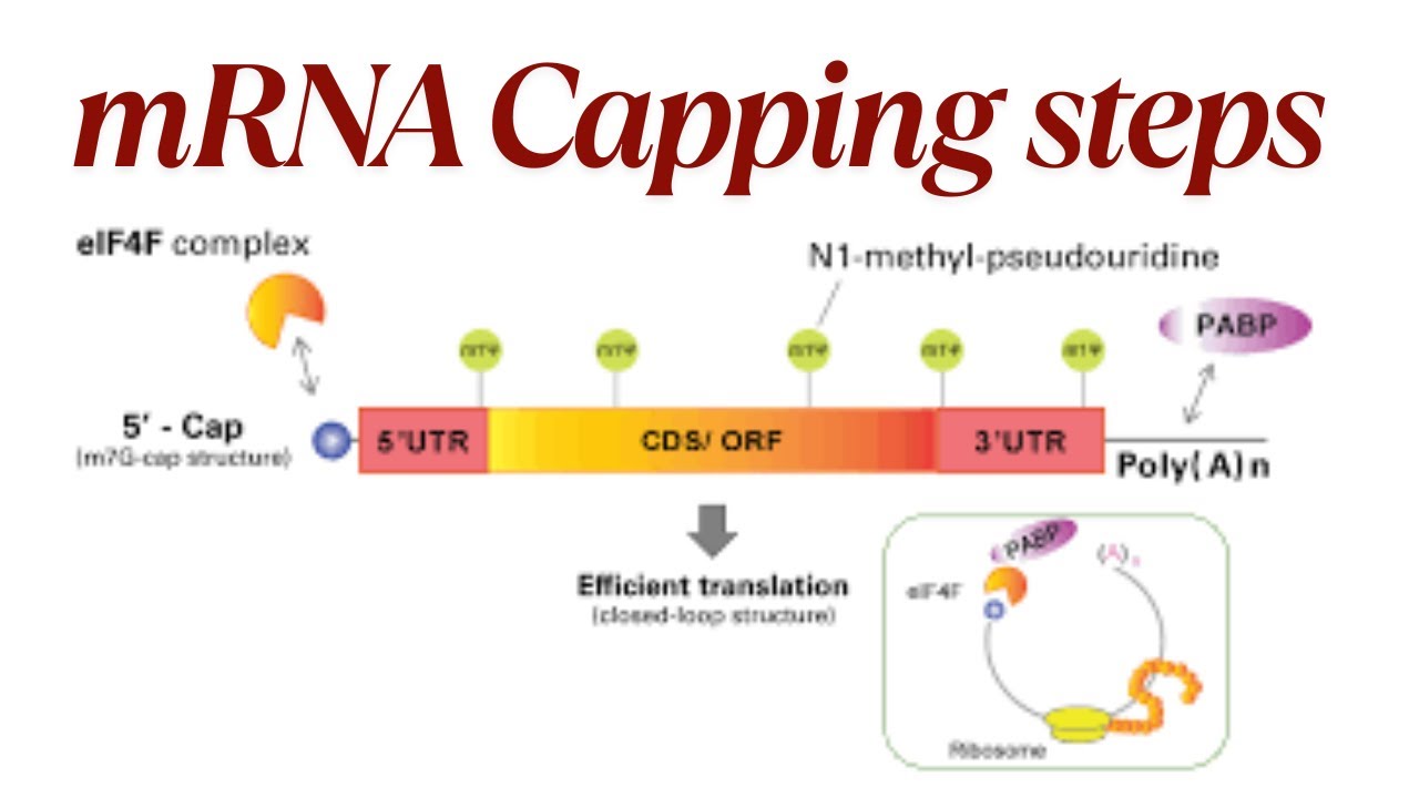 mRNA Capping steps #science #foryou #rna #viralvideo
