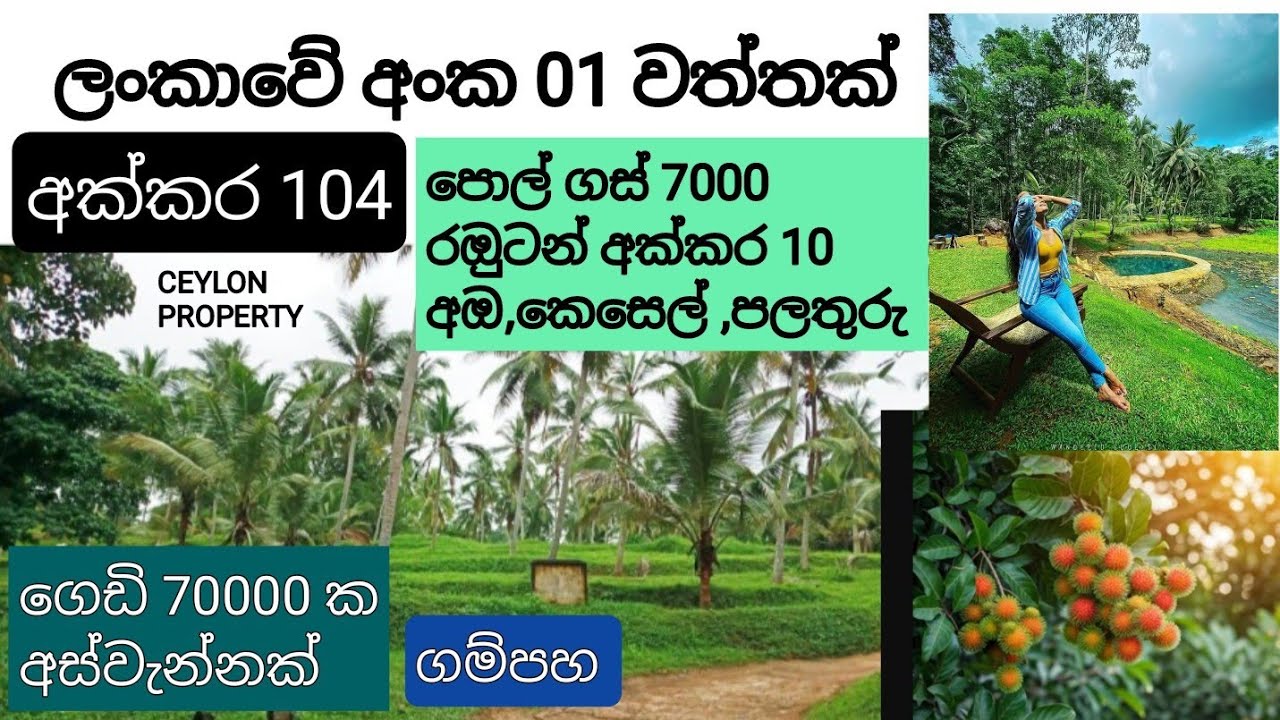 NO,,875 # ලංකාවේ හොඳම සංවර්ධනය කර ඇති අක්කර 104 ඉඩමක් ,පොල් අස්වැන්න 65000- 70000,,රඔුටන් ,අඔ,පලතුරු