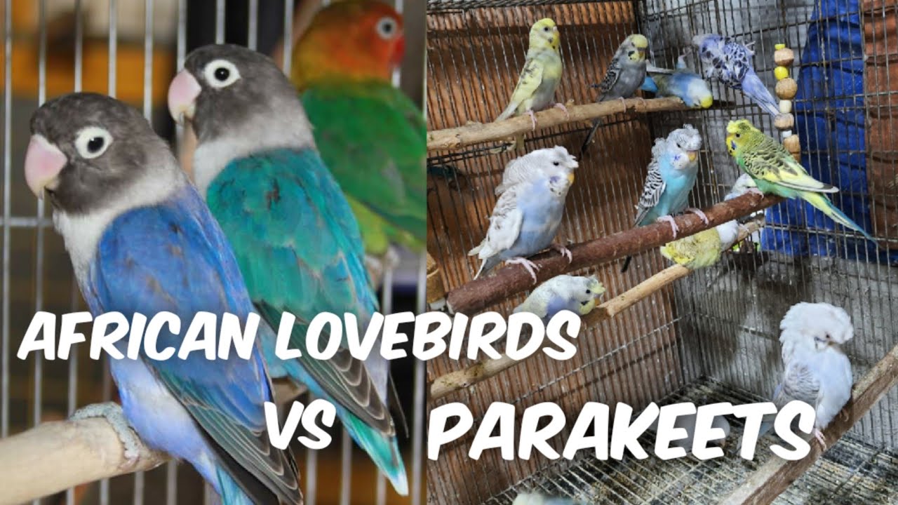 African Lovebirds vs Parakeet/Budgie pt. 1