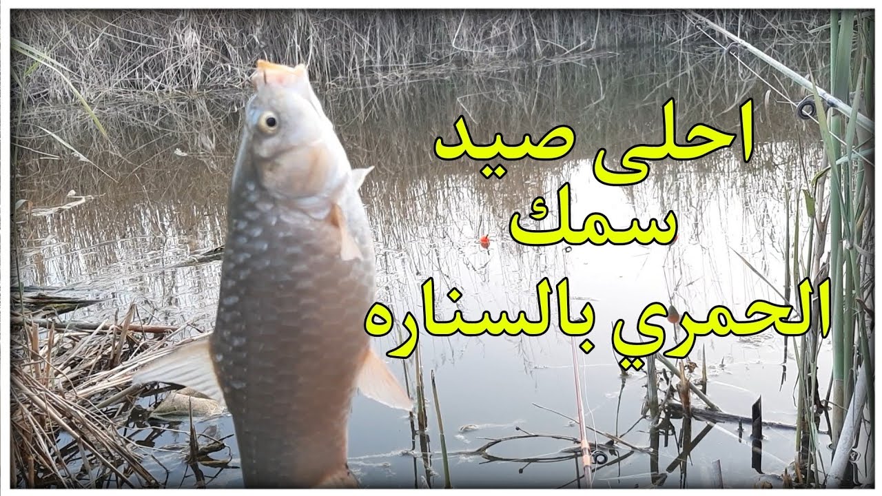 سمك احلى صيد سمك الحمري بالسناره