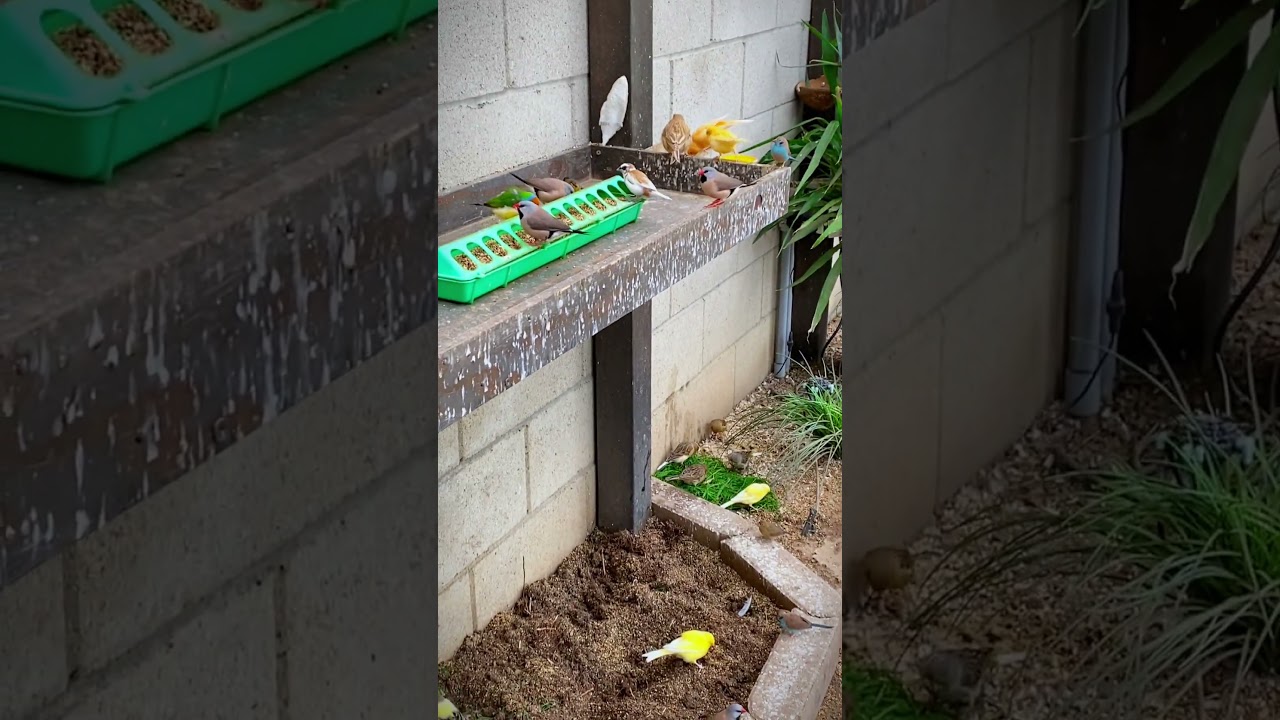 Aviary | Bird Aviary | Aviary Birds | Outdoor Aviary | Finch Aviary | Canary Aviary | #aviary #birds