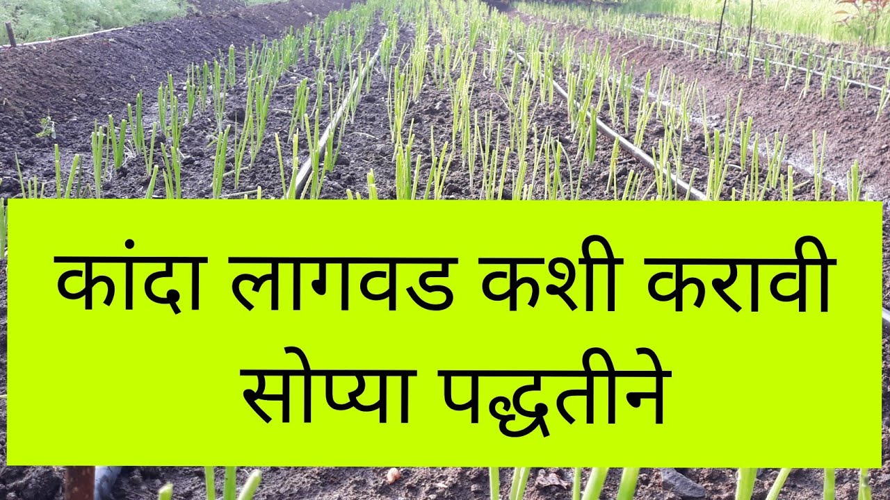 कांदा लागवड कशी करावी🧅 नैसर्गिक शेतात.(How to plant onions)(@ashishvidhate2366)