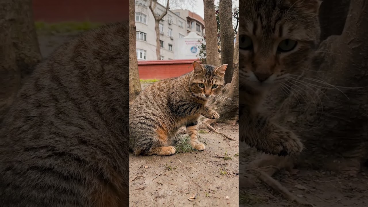 Cat Licking Its Toes 