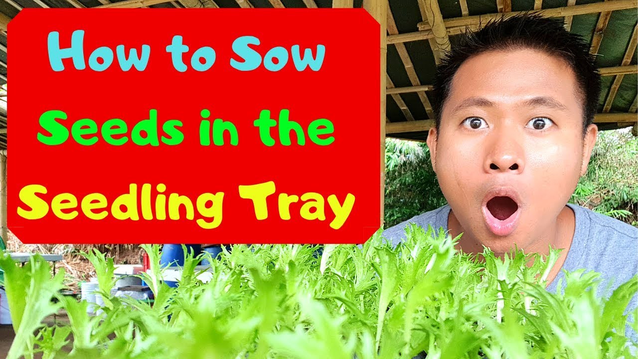 How to Sow Seeds in the Seedling Tray (Paano mag punla ng buto sa seedling tray)