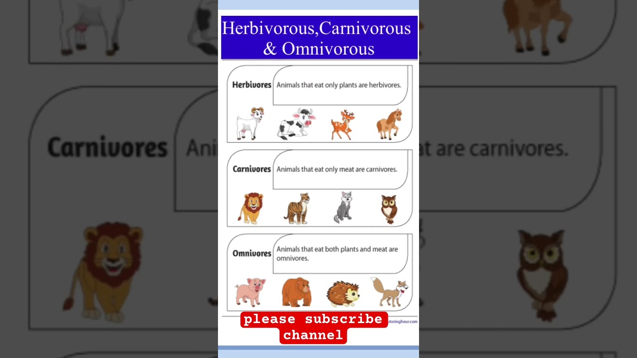Herbivorous, carnivorous and ominvorous, animals eating habits #omnivores animals