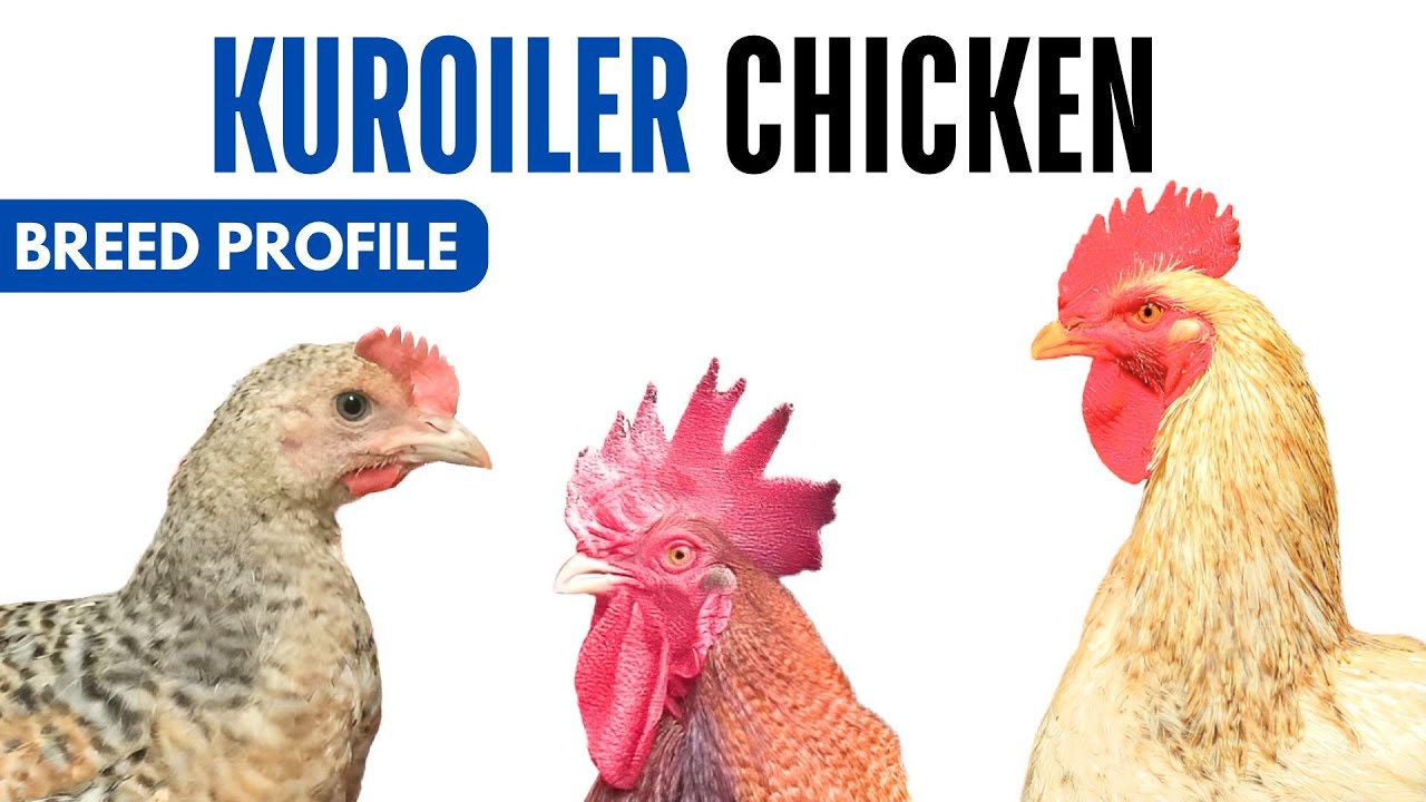 Kuroiler Breed Profile History Health Issues - Kuroiler Chicken Egg Ratio Lifespan