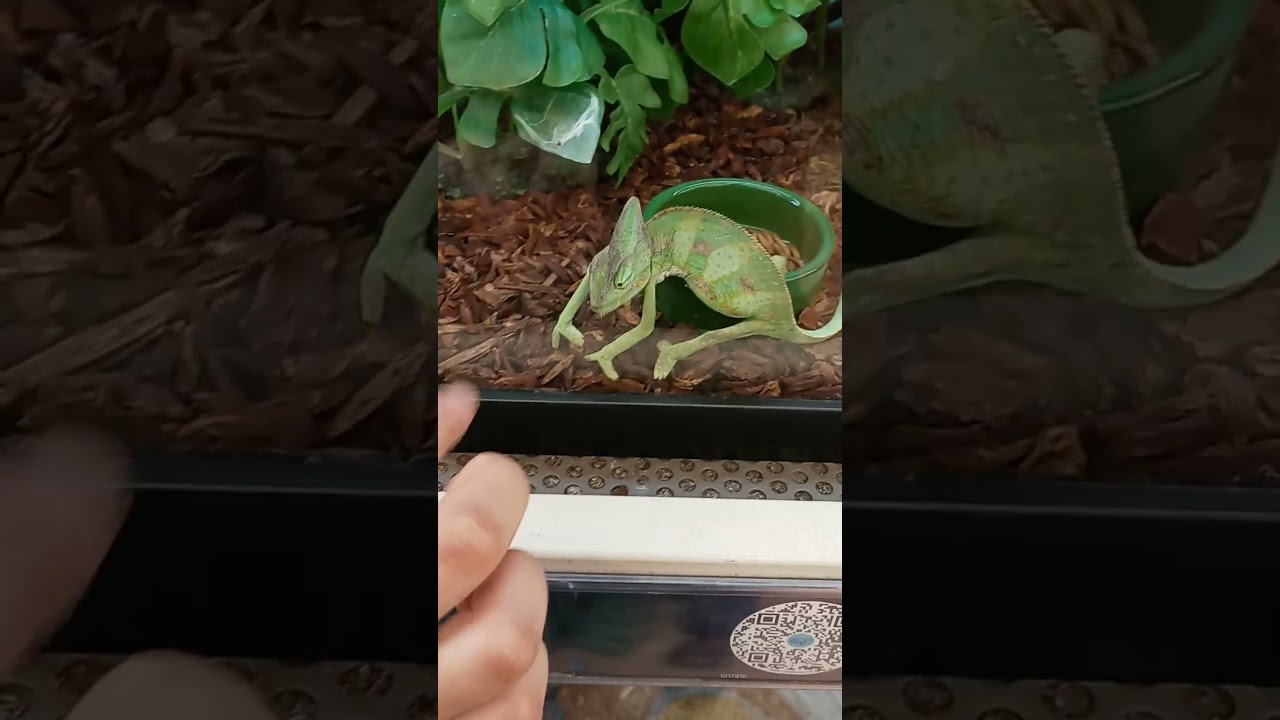 Cool Chameleon PT 3@pawsNsmile#love#cool#animals#moments