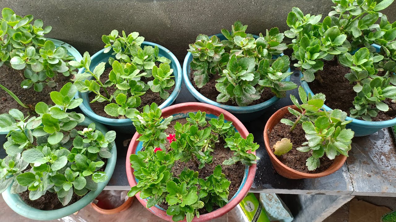 kalancho cuttings की Repoting कैसे करें