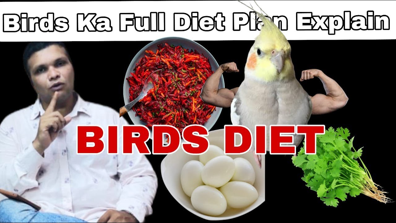 Birds Full Diet Plan Explain In Hindi | Proper Diet Making Step By Step #cockatiel #lovebirds